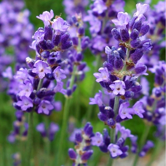 Лаванда вузьколиста ‘Essence Purple’, 3-річна рослина