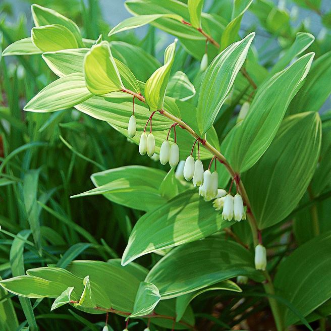 Купина лікарська ‘Variegata’