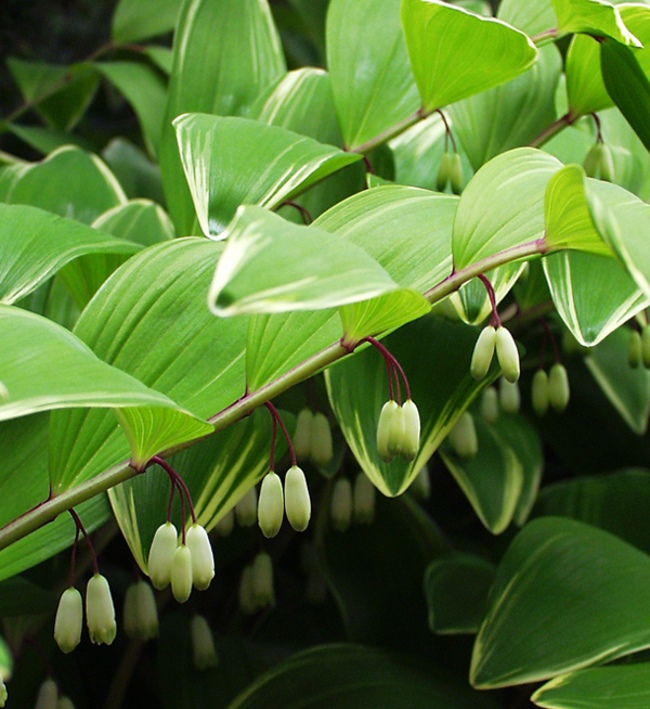 Купина лікарська ‘Variegata’