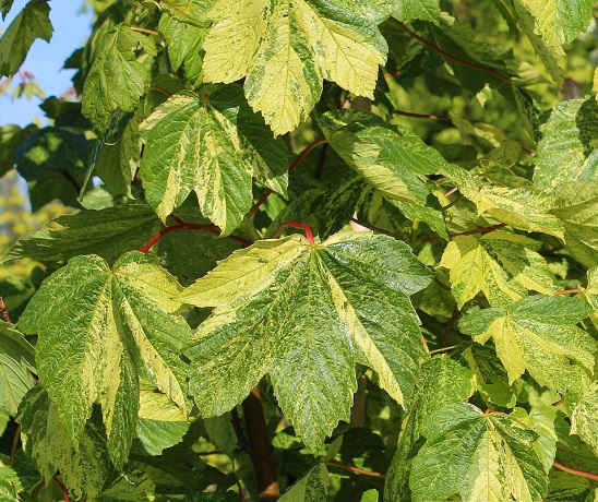 Клен ложноплатановый ‘Leopoldii’, семена