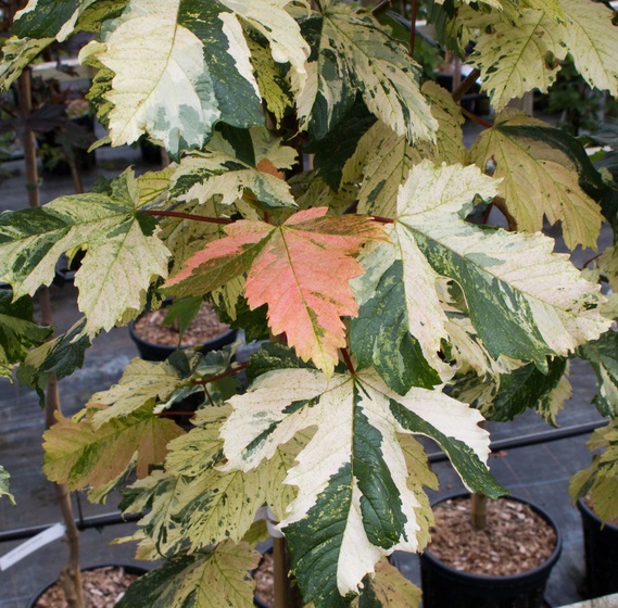Клен ложноплатановый ‘Leopoldii’, семена