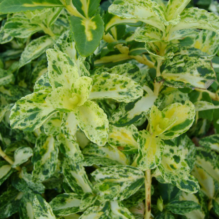 Бересклет Форчуна ‘Golden Harlequin’