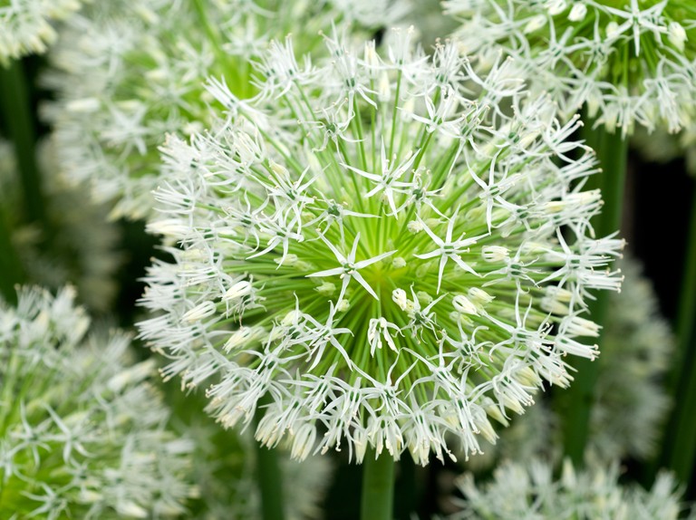 Цибуля ‘White Empress’