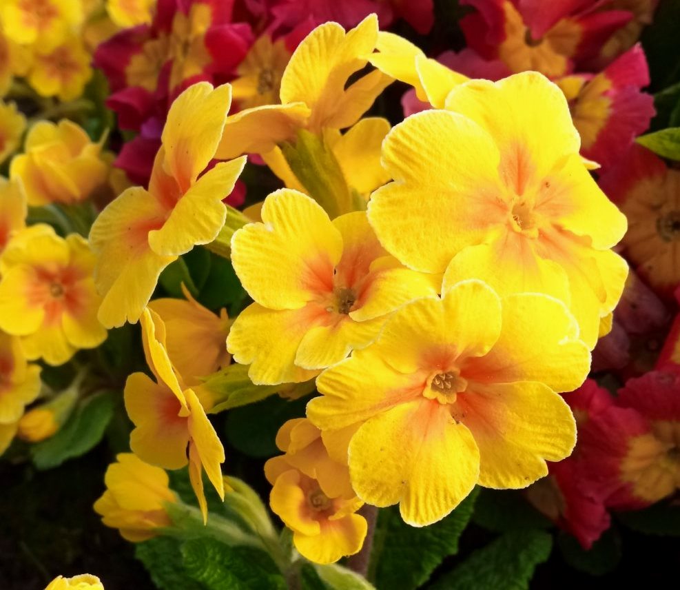 Первоцвіт ‘Chlic in Yellow’