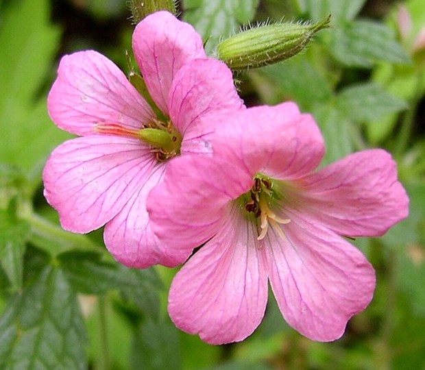 Герань оксфордская ‘Wargrave Pink’