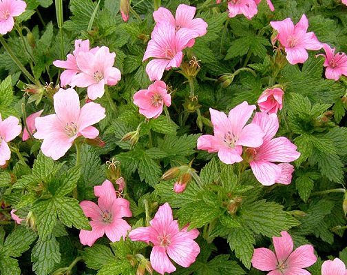 Герань оксфордская ‘Wargrave Pink’
