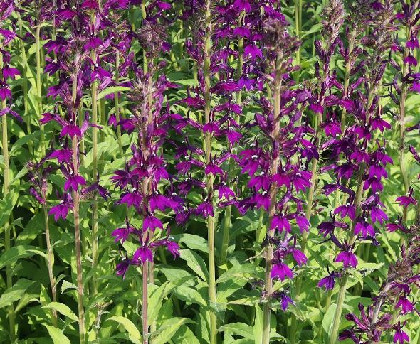 Лобелия ‘Hadspen Purpe’