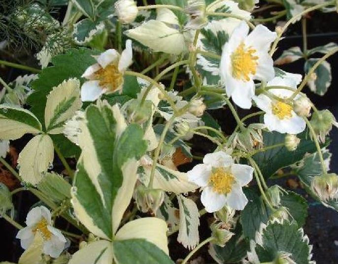 Лапчатка индийская ‘Variegata’