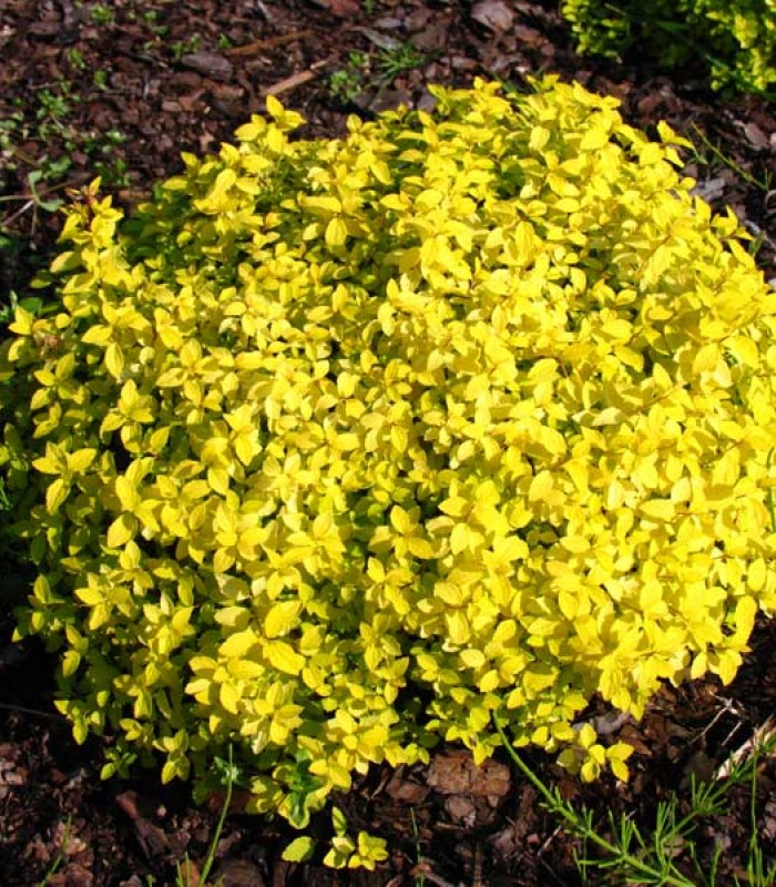 Спирея японская ‘Golden Carpet’