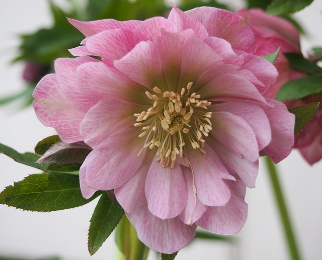 Морозник восточный ‘Double Ellen Pink’, семена