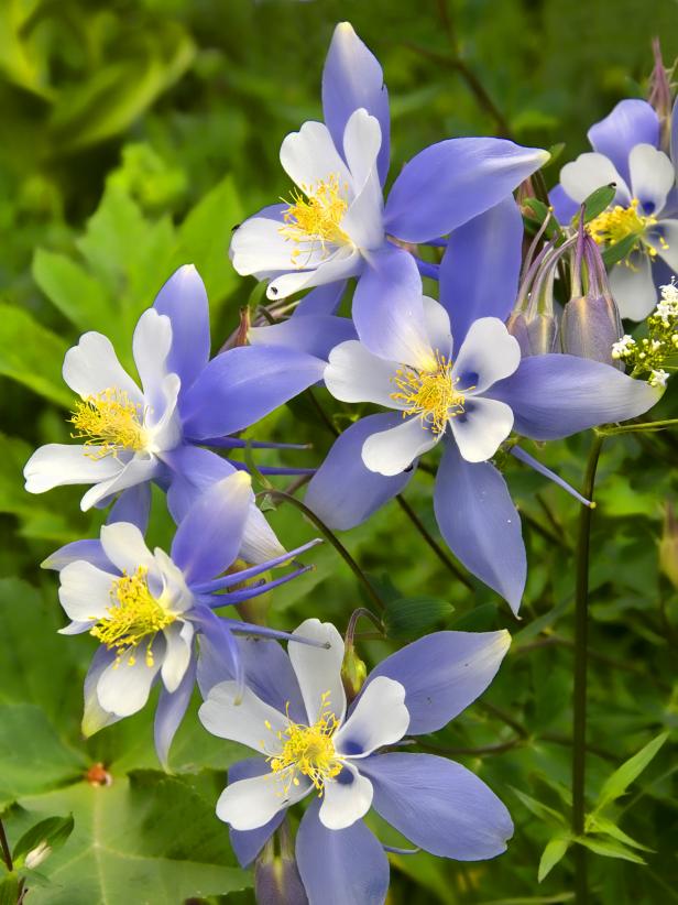 Орлики McKana Giant Blue and White’, насіння
