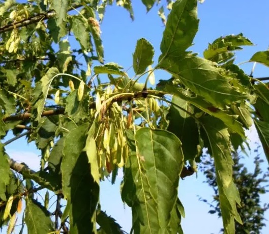 Ясень обыкновенный ‘Monophylla Pendula’, семена