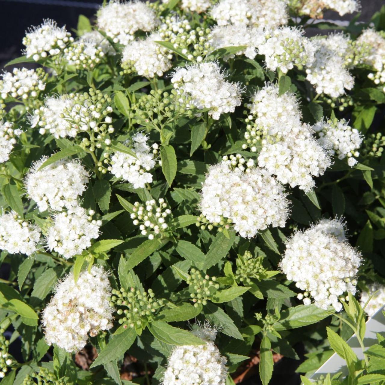 Спирея японская ‘Albiflora’