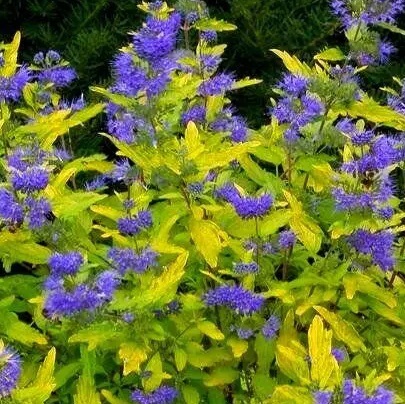 Кариоптерис кладонский ‘Worcester Gold’