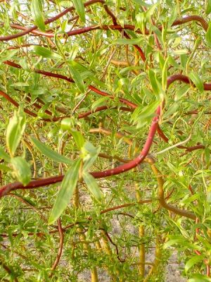 Верба вавілонська ‘Tortuosa Aurea’