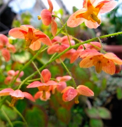 Горянка варлийская ‘Orange Konigin’