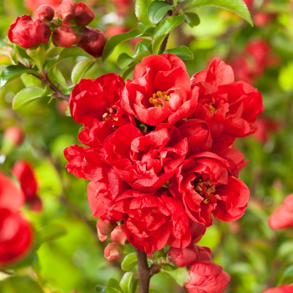 Айва средняя ‘Red Joy’