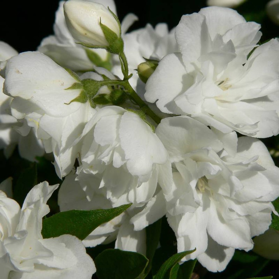 Чубушник корончатый ‘Girandole’