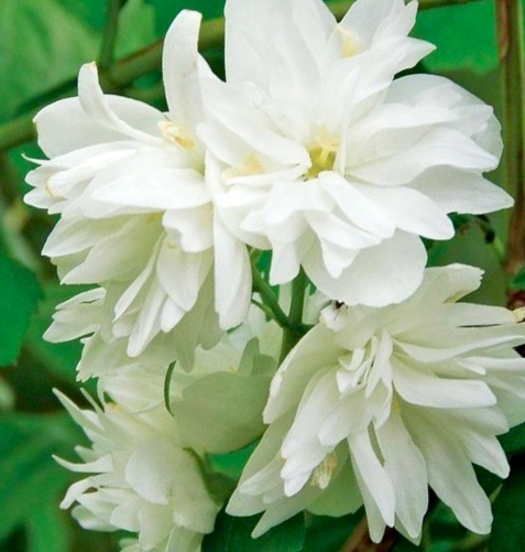 Чубушник вінцевий ‘Minnesota Snowflake’