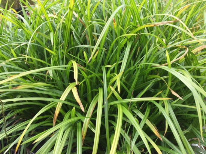 Осока обильнолистая ‘Irish Green’