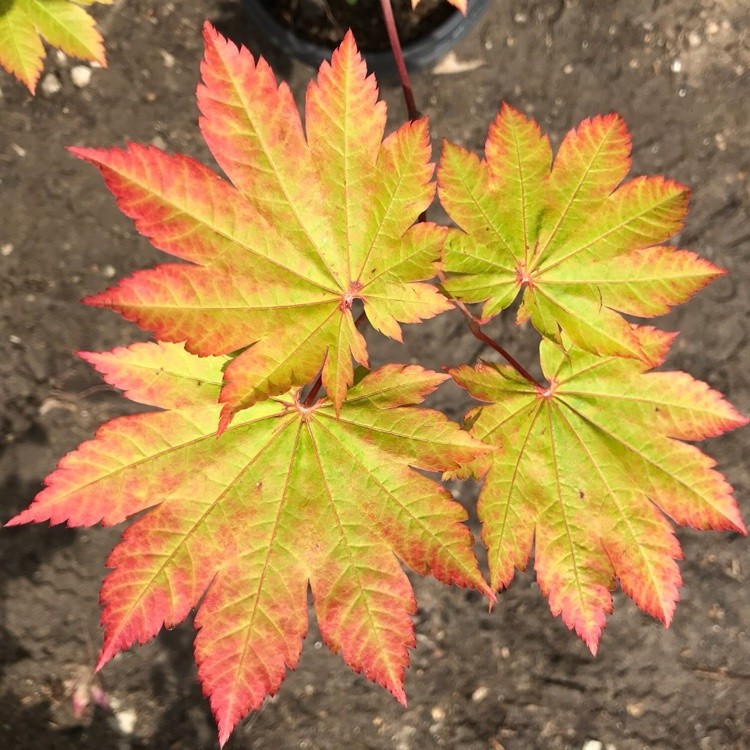 Клен японський ‘Vitifolium’, насіння