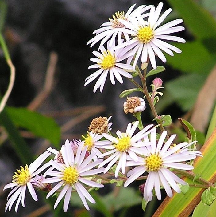 Астра Саватьери ‘Variegata’