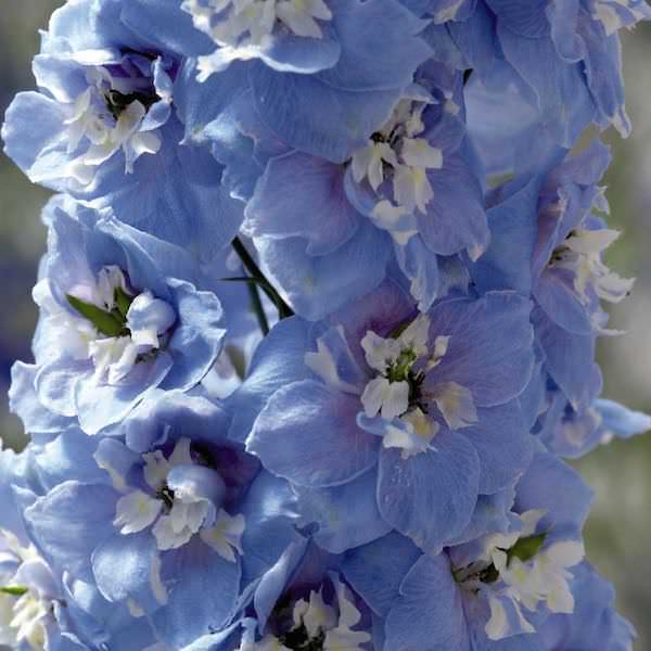 Дельфіній ‘Sky Blue’, насіння
