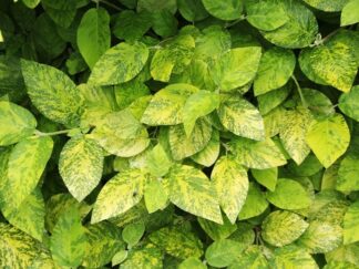 Калина гордовина 'Variegatum', насіння