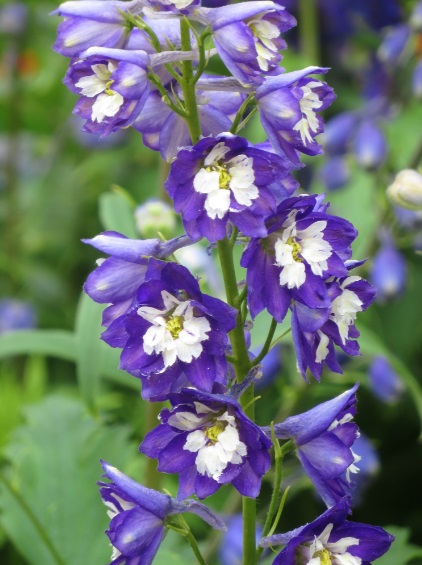 Дельфиниум ‘Dark Blue White Bee’, семена