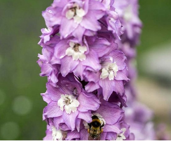 Дельфиниум ‘Lavender’, семена