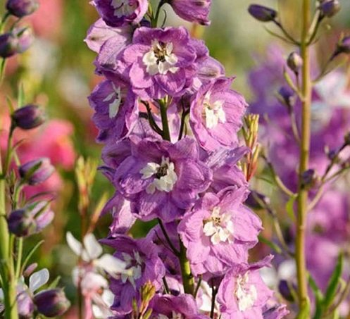 Дельфиниум ‘Lilac Pink’, семена