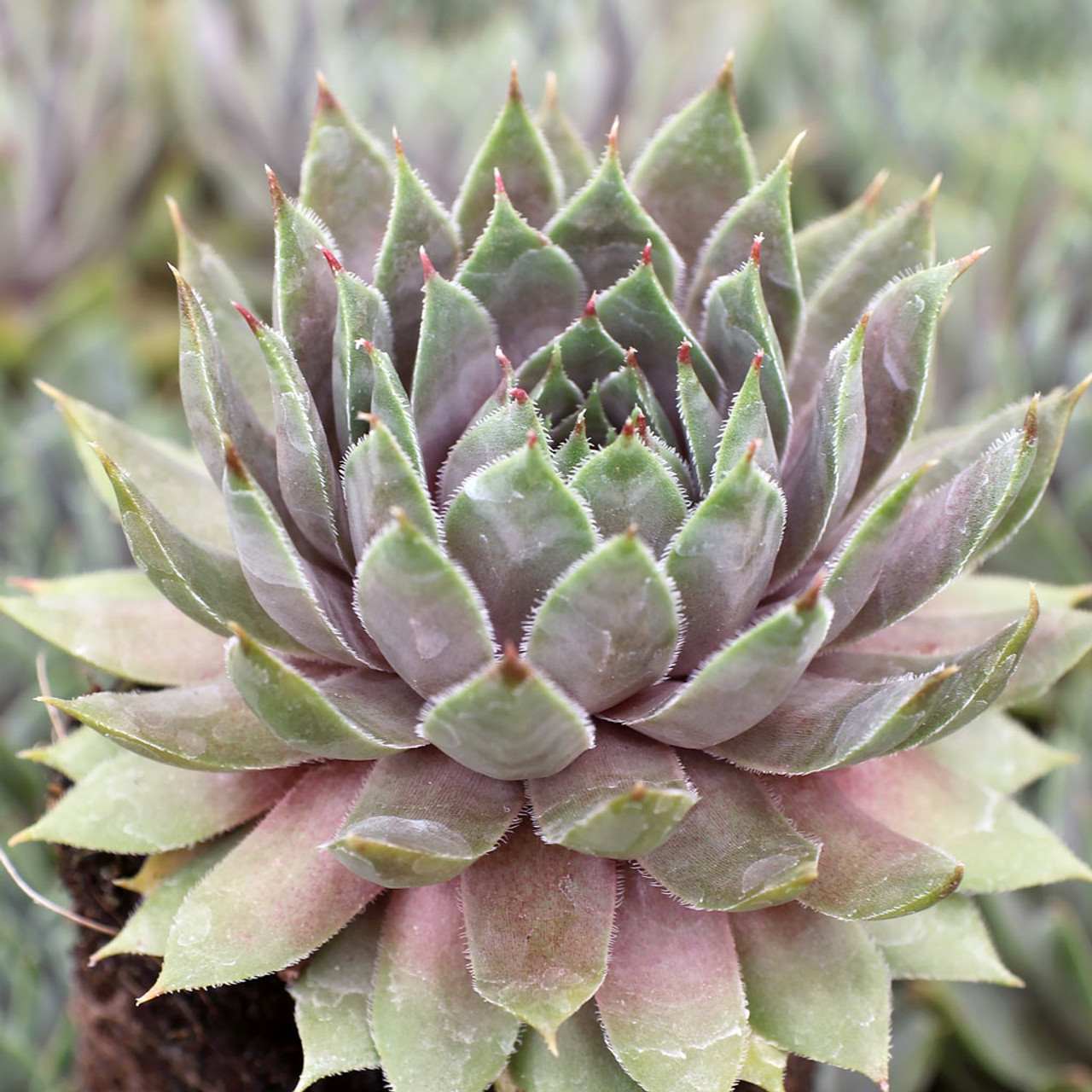 Молодило ‘Purple Wiffle’