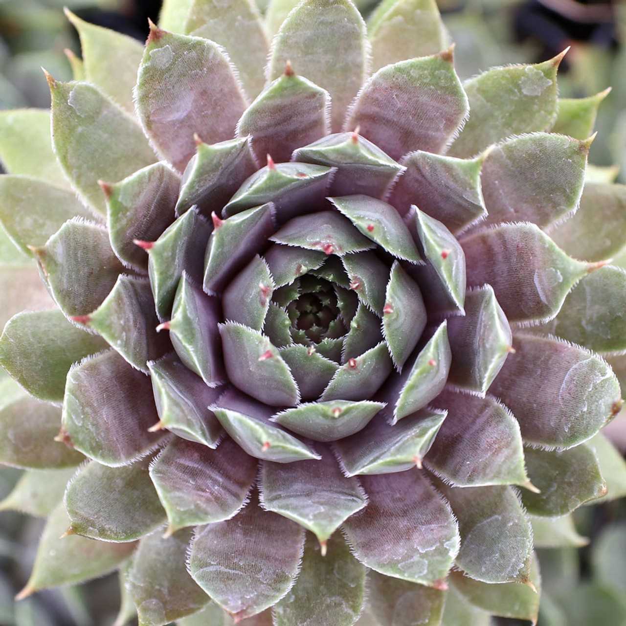 Молодило ‘Purple Wiffle’