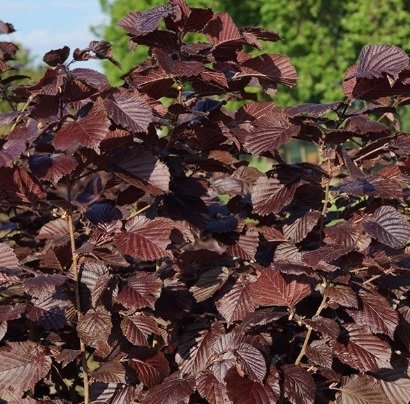 Лещина большая ‘Purpurea’