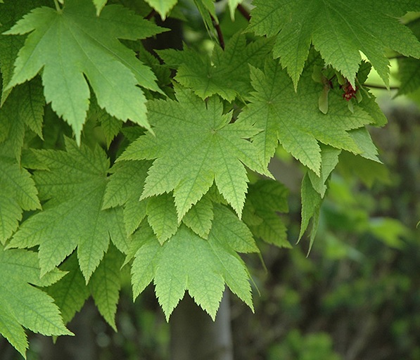 Клен японський ‘Vitifolium’, насіння