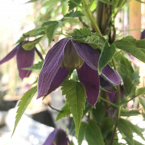 Клематис альпийский ‘Plum Beauty’, семена