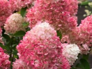 Гортензія волотиста ‘Living Pink Rose’, контейнер 2 літра