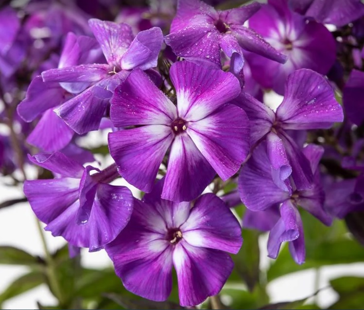 Флокс волотистий ‘Adessa Special Purple Star’ 4/60