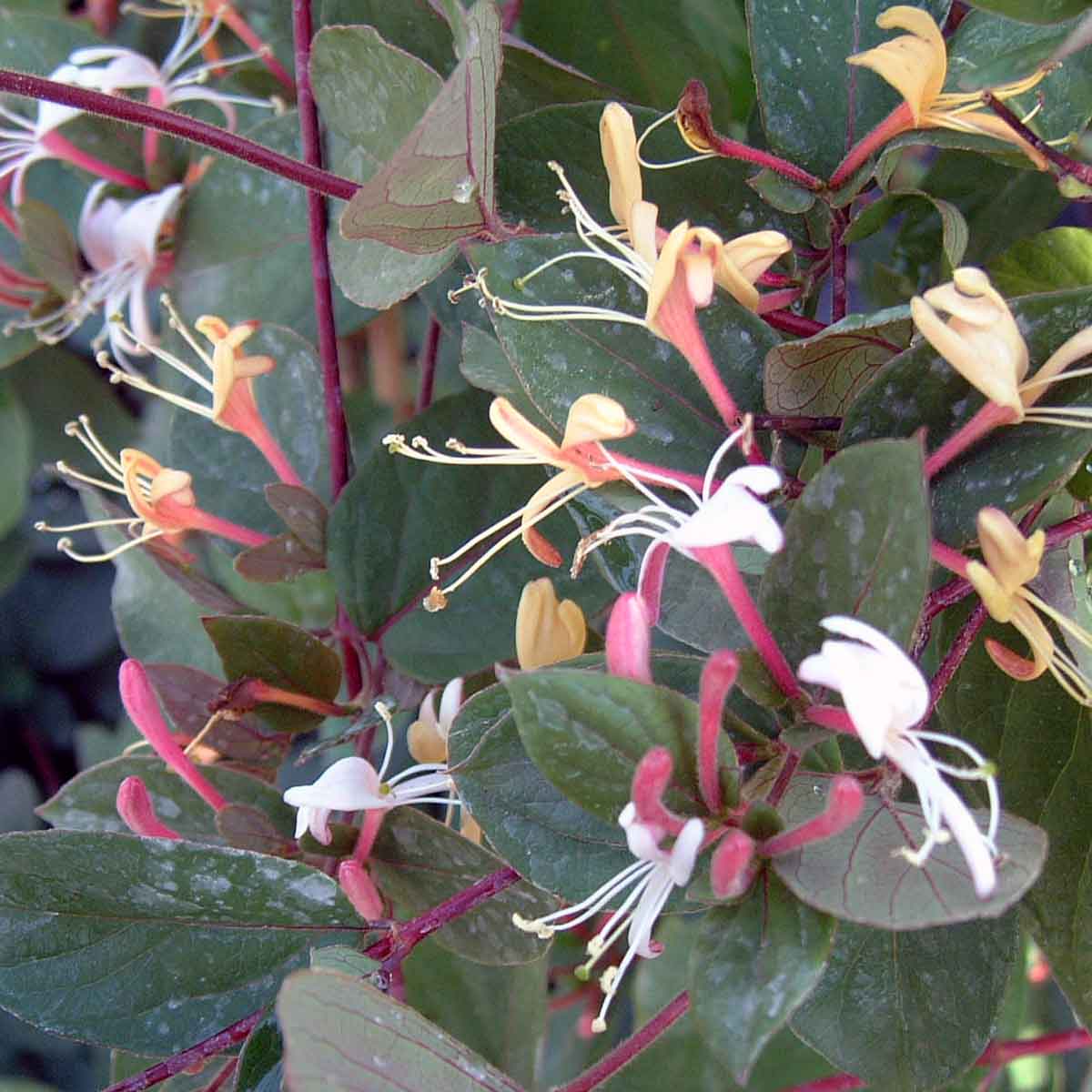 Жимолость японська ‘Purpurea’