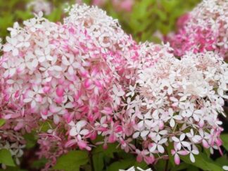 Гортензія волотиста ‘Royal Flower’, контейнер 2 літра