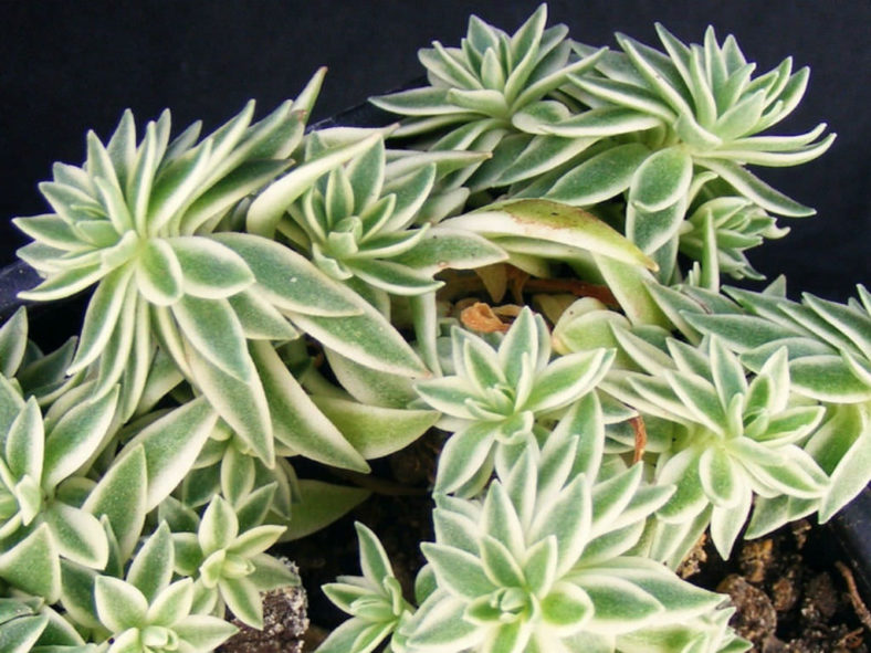 Очиток линейный ‘Variegata’