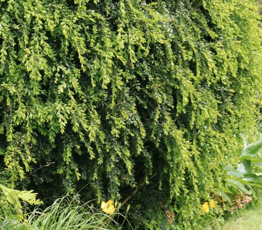 Самшит вечнозеленый ‘Pendula’