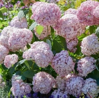 Гортензия древовидная ‘Candybelle Marshmallow’