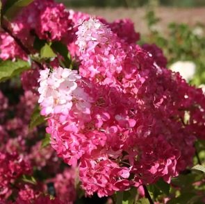 Гортензия метельчатая ‘Fraise Melba’