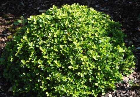 Самшит дрібнолистий ‘Green Pillow’