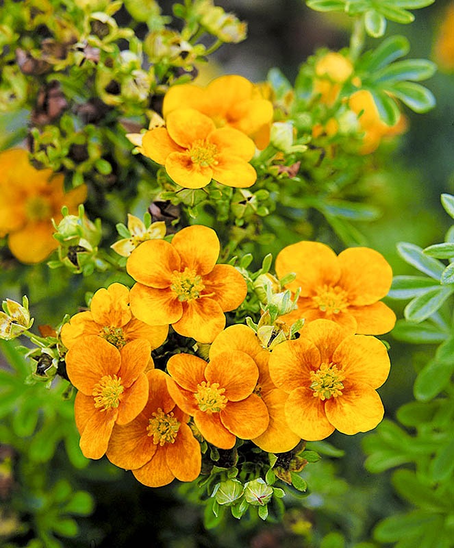 Лапчатка кустарниковая ‘Mango Tango’