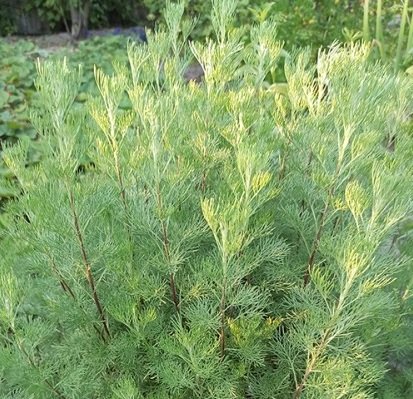 Полин лікувальний ‘Cola Plant’