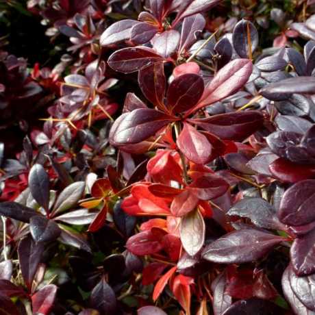 Барбарис средний ‘Red Jewel’