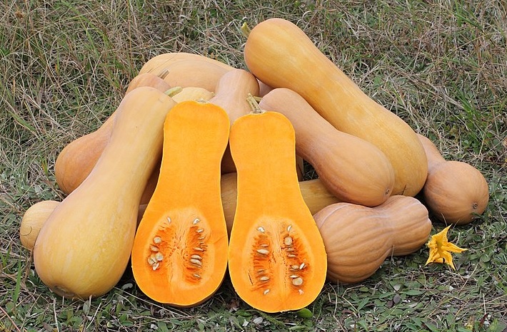 Тыква обыкновенная ‘Butternut’, семена