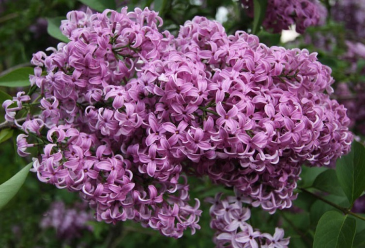 Сирень китайская ‘Saugeana’